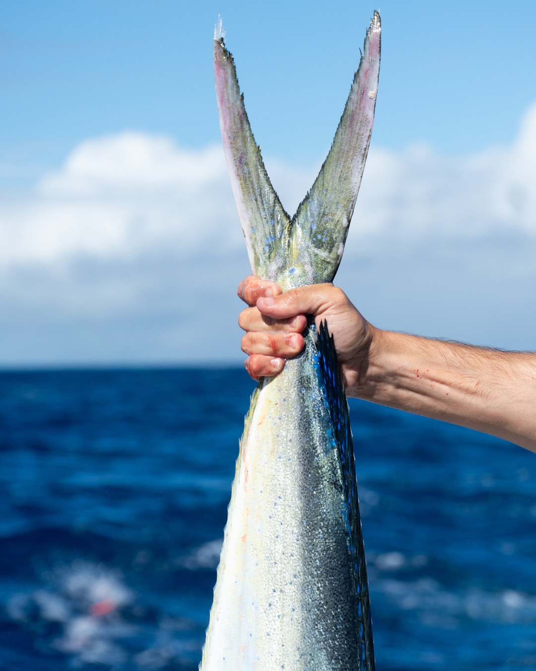 Yellowfin Instagram 3