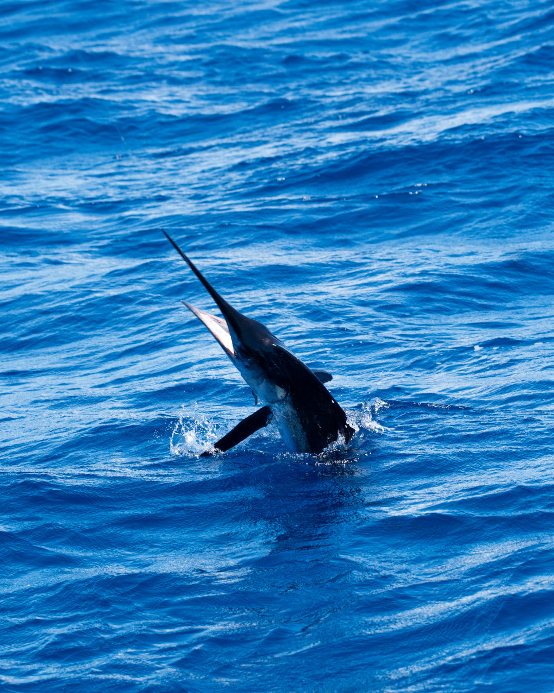Yellowfin Instagram 4